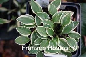 Hosta Woodland-Elf-photo-made-by-Peter-Bergerhof-6.jpg