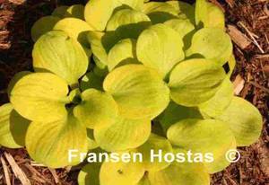 Hosta Sun-Mouse-photo-made-by-Walters-Gardens-Inc-2.jpg