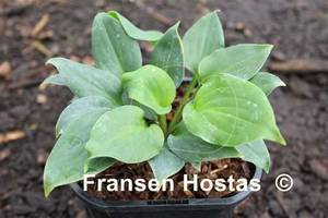 Hosta Minutini-photo-made-by-Fransen-Hostas-3.jpg