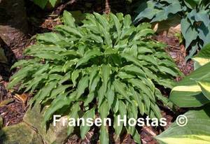 Hosta Tattle-Tails-photo-made-by-Gromit-17.jpg