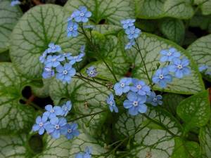 2888_brunnera-krupnolistnaya-jack-f.jpg