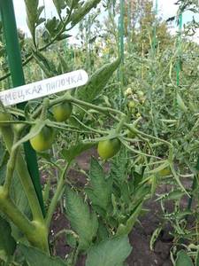 Немецкая пипочка 04.07.18.jpg_.jpg