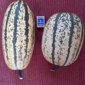 деликата 1.jpg