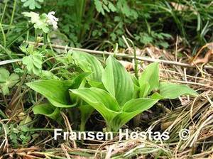 Hosta Lakeside-Little-Gem-photo-made-by-Annette-Günnemann-3.jpg