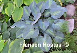 Hosta Catherine-photo-made-by-Roman-Mleko-33.jpg