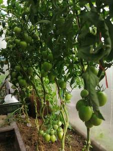 IMG_20200808_093726.jpg