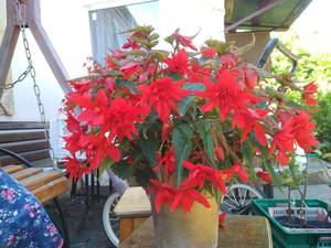 IMG_20200824_123800.jpg
