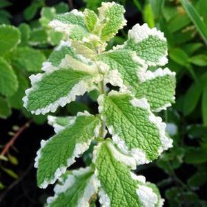 Menthe-panachee-Mentha-suaveolens-Variegata-7444-FE.thumb.jpg.5c9874d3e88cf1c5e07974df8b956211.jpg