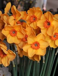 Narcissus-Sabina-Hay-NEW.jpg