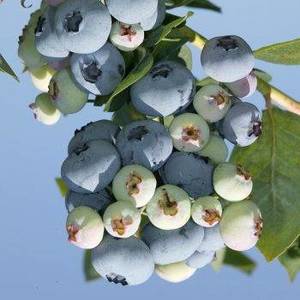 Vaccinium_corymbosum_Toro_U_42-osek76atg8n5piddwusiw9eb25wyrghvuczvje2re4.jpg