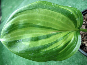 image.thumb.jpeg.dcbb36ad4405b6eab2ddab4fa1d28cc9.jpeg