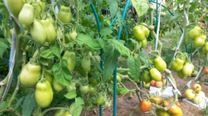 image.thumb.png.6d72d5ebebd4653dc5bab70da7079c6c.png