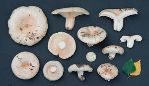 lactarius-pubescens_04.jpg