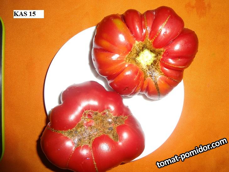 KAS 15 _18.08_.jpg