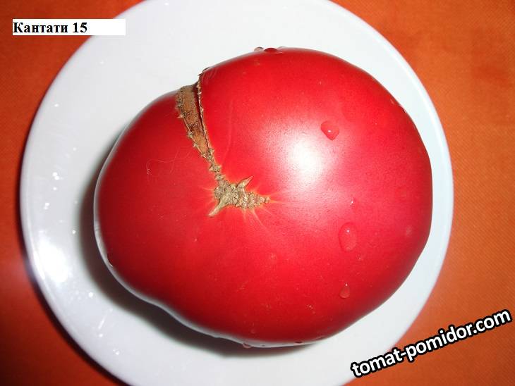 Кантати 15_ 20.08_.jpg