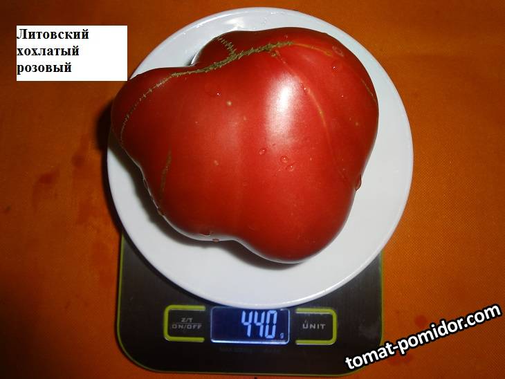 Литовский хохлатый розовый (С) 26.08 вес_.jpg