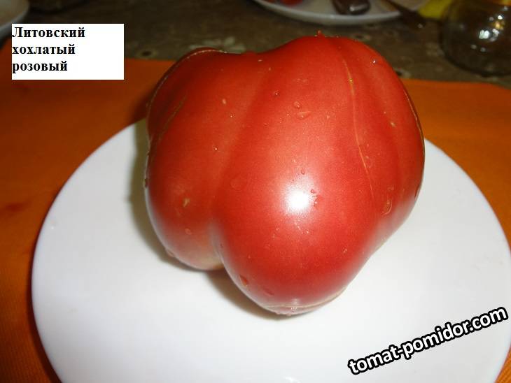 Литовский хохлатый розовый (С) 26.08_.jpg