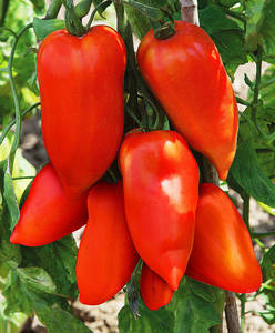 pomidor-kornabel-f1.jpg