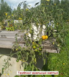 Тамблинг ампельный желтый. IMG_20200809_104831.1
