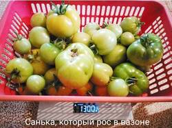 Урожай с томата Санька, растущего в вазоне из шины. IMG_20200819