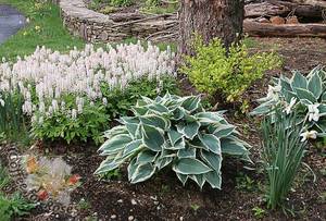 tiarella_spring_symphony.jpg