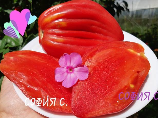 Розовый тюльпан - Р — сорта томатов - tomat-pomidor.com - отзывы на форуме