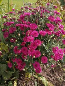 IMG_20200927_125535 (600x800).jpg