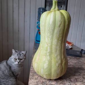 матильда и том.jpg