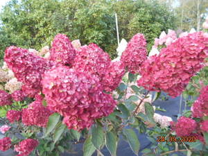 DSCN1200.thumb.JPG.61fa354737db185a458e10b641632460.JPG