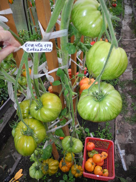 Kozula 179 Zebra Zolta - k — сорта томатов - tomat-pomidor.com - отзывы нафоруме