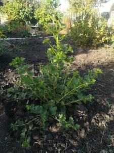 IMG-20200908-WA0000.jpg