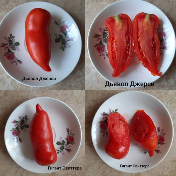 Корнабель F1 - К — сорта томатов - tomat-pomidor.com - отзывы на форуме |  каталог