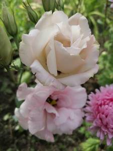 IMG_20200905_134439_compress64.jpg