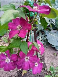 IMG_20200913_184202_3.jpg