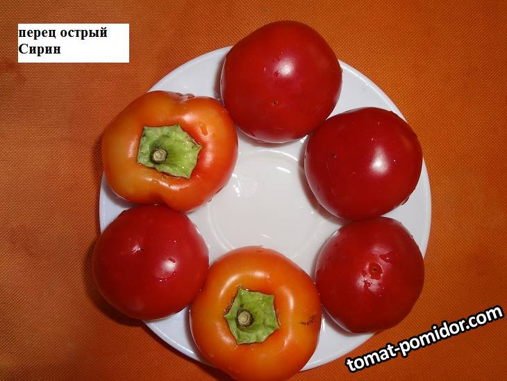 Сирин 05.09_.jpg