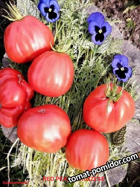 RED PEAR ABRUZZESE.jpg