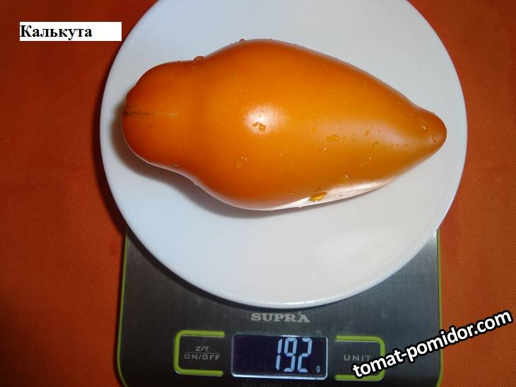 Калькута 16.09 вес.jpg_.jpg
