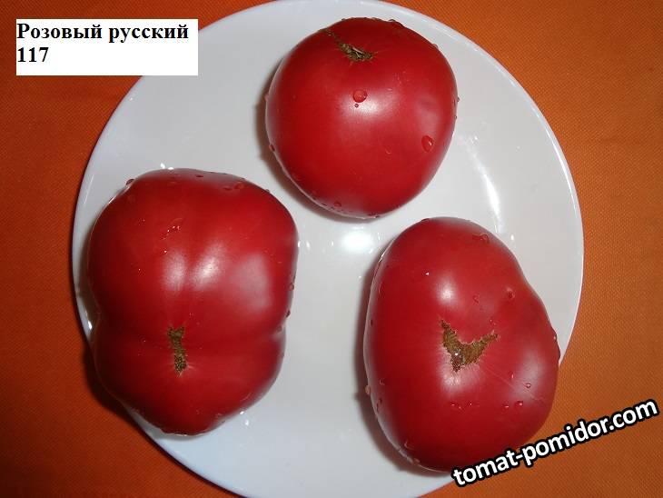 томаты 2020 г. ч.7
