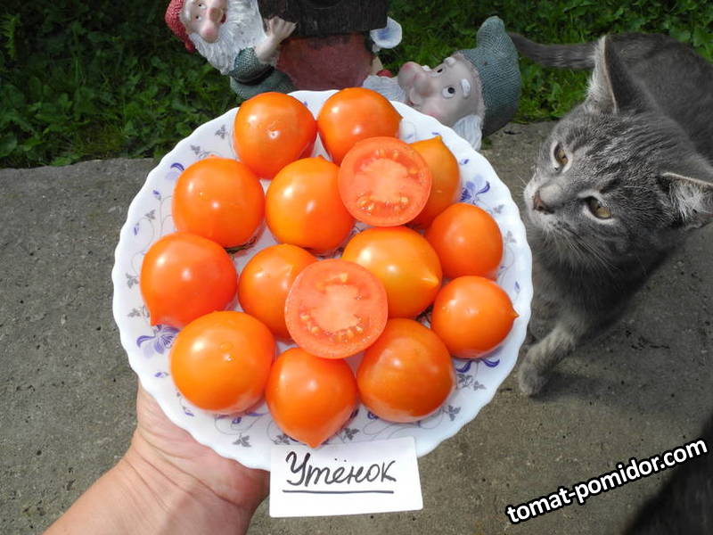 Утенок.JPG