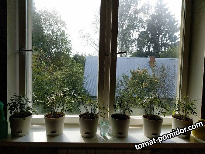 пересадила комнатные розы