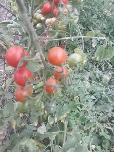 mir_20200905_182521.jpg