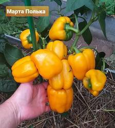 Марта Полька .jpg