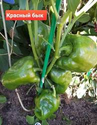 Красный бык ОГ