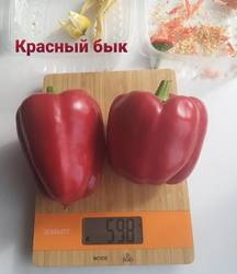 Красный бык