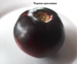 Черная карсавица.jpg