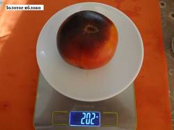 Золотое яблоко 10.09 вес_.jpg