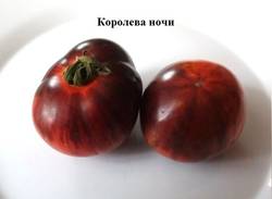 Королева ночи.jpg