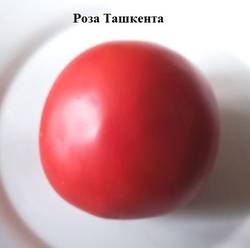 Роза Ташкента.jpg