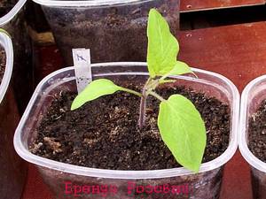 105-7.thumb.jpg.92e0d99508287ecec1afe54bbe60f9c5.jpg