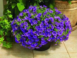 калибрахуа фото.jpg